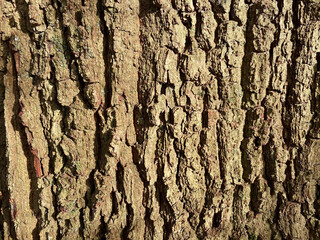 Baumrinde eines großen Baumes in der Sonne, Textur