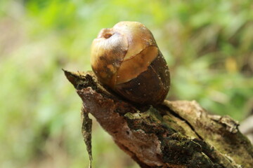 snail on a branch