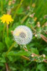 Dandelion on a green field