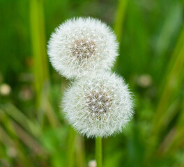 Dandelion on a green field