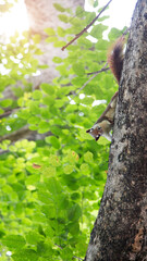 squirrel on tree outdoor park on banner