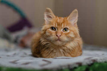 Cute playful kitten at home. Red orange cat
