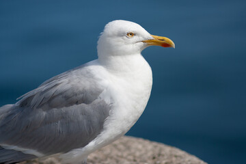 Close up of a seagull, against the backdrop of the sea