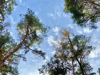 Herbstliche Baumkronen mit blauem Himmel