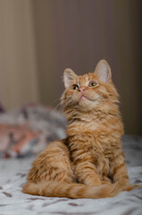 Cute playful kitten at home. Red orange cat