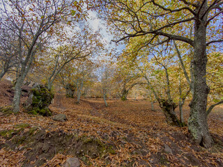 caminando por los castaños del valle del genal en la estación del otoño, Andalucía