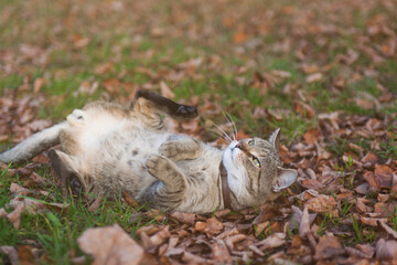 Funny tabby cat lying on it's back in a par