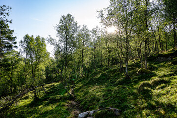Footpath in a small forest in Norway