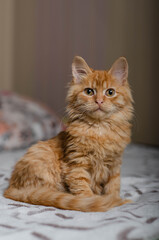 Cute playful kitten at home. Red orange cat