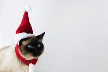 christmas siamese cat in red Santa hat