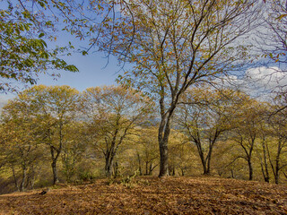 caminando por los castaños del valle del genal en la estación del otoño, Andalucía