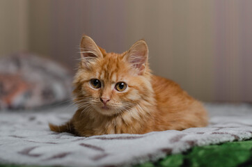 Cute playful kitten at home. Red orange cat