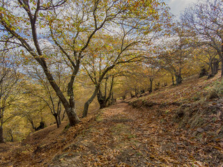 caminando por los castaños del valle del genal en la estación del otoño, Andalucía