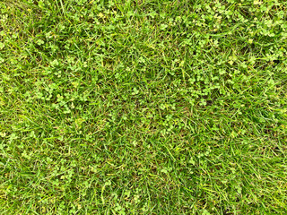 Grüner Rasen mit Kleeblättern