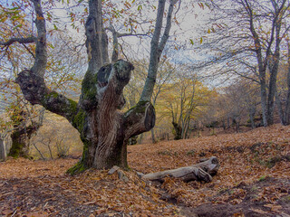 llegada del otoño al bosque del cobre en la sierra de Ronda, Andalucía