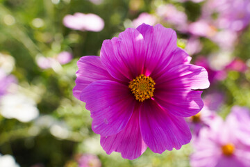 Cosmos flowers in a park