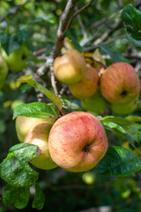 Bunch of apples on a tree branch