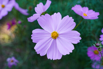 Cosmos flowers in a park