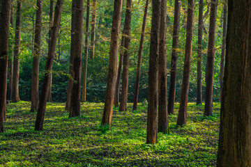 Inside view of a metasequoia forest.