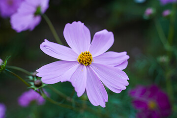 Fototapeta premium Cosmos flowers in a park