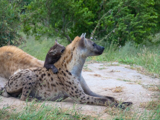 Spotted hyena or laughing hyena with her pup, natural habitat, africa national park