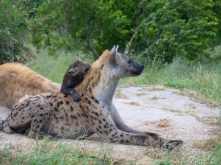Foto op Plexiglas Hyena Spotted hyena or laughing hyena with her pup, natural habitat, africa national park