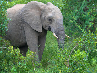 Single elephant walking in the savannah and searching for food, surrounded by green vegetation during the rain season, national park africa 