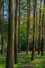 Obraz premium Inside view of a metasequoia forest.