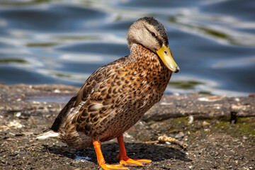 Duck standing on the shore, with a lake in the background