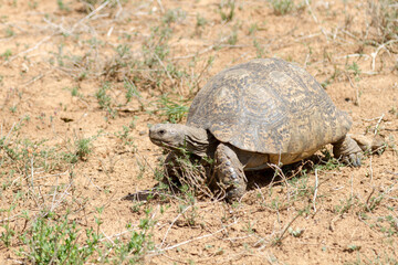 Addo Elephant National Park: Leopard tortoise walking in veld