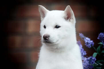 Obraz premium Hokkaido breed puppy looking sideways