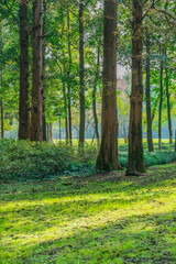 Inside view of a metasequoia forest.