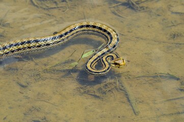 水田にシマヘビ