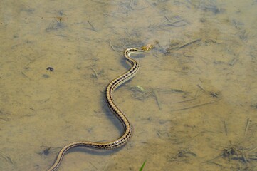 水田にシマヘビ