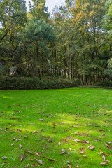 The green grass in a park, early autumn days.