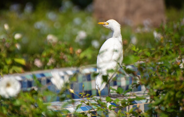 The cattle egret ( Bubulcus ibis ) is a cosmopolitan species of heron (family Ardeidae) found in the tropics, subtropics, and warm-temperate zones. View in Casablanca, Morocco