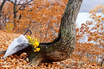 umbrella with yellow chrysanthemums by an old tree in an autumn park