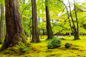 Obraz premium 京都 三千院