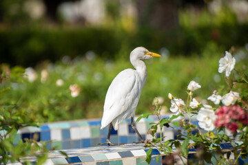 The cattle egret ( Bubulcus ibis ) is a cosmopolitan species of heron (family Ardeidae) found in...
