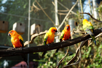 yellow parrot bird in the zoo