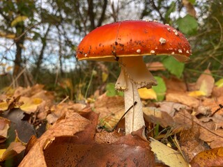 Fliegenpilz