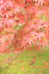 red maple leaves