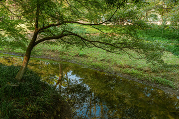 Wetland landscape in Hangzhou, China, autumn time.