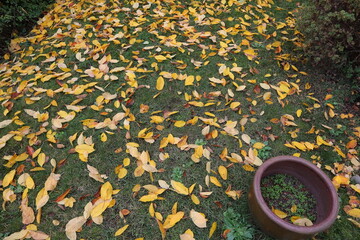 Herbst, Laub, Blätter, Garten, Wiese