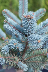 top of blue spruce close-up, festive christmas background