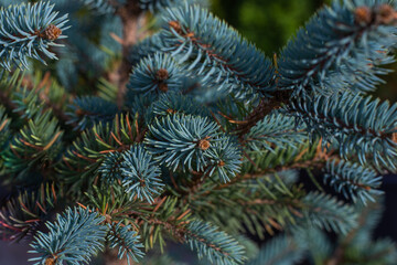 Naklejka na ściany i meble dark christmas background green and blue fir trees. Pattern, texture, blurred background for text