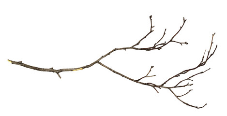 Dry twig isolated on white