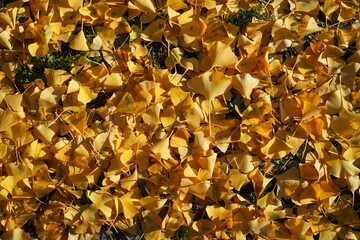 Von gelbem Gingkolaub bedeckte Bodenfläche im Sonnenlicht