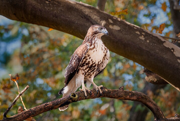 Red-shouldered Hawk