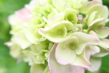 white chrysanthemum flower